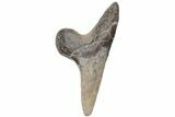 Fossil Ginsu Shark (Cretoxyrhina) Tooth - Kansas #219133-1